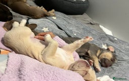 French Bulldog dogs for sale: Big Rope, Big Rope Fluffy & French Bullg - Advert 9