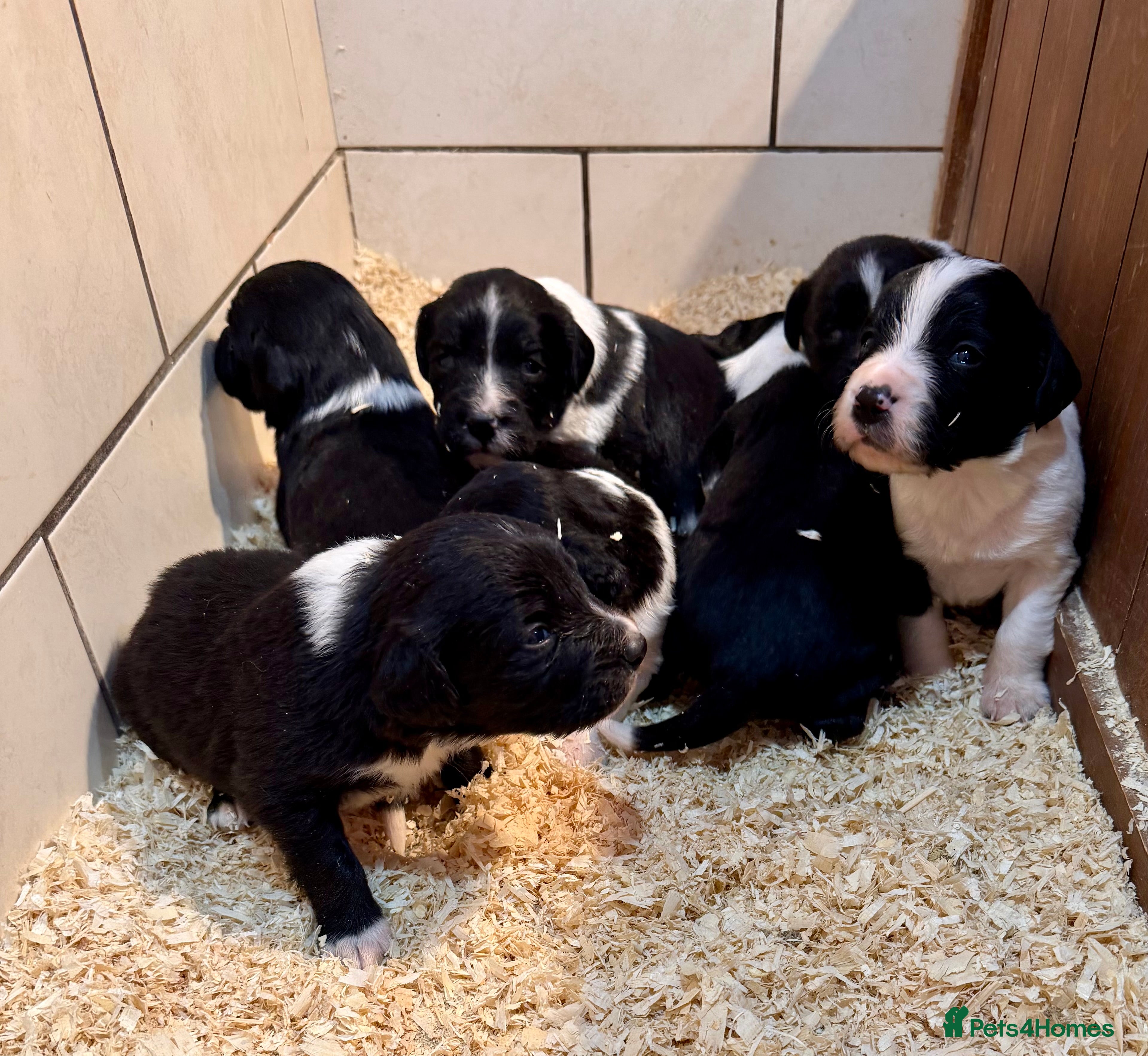 Sprollie dogs Sprollie puppies from experienced breeder - Advert 4