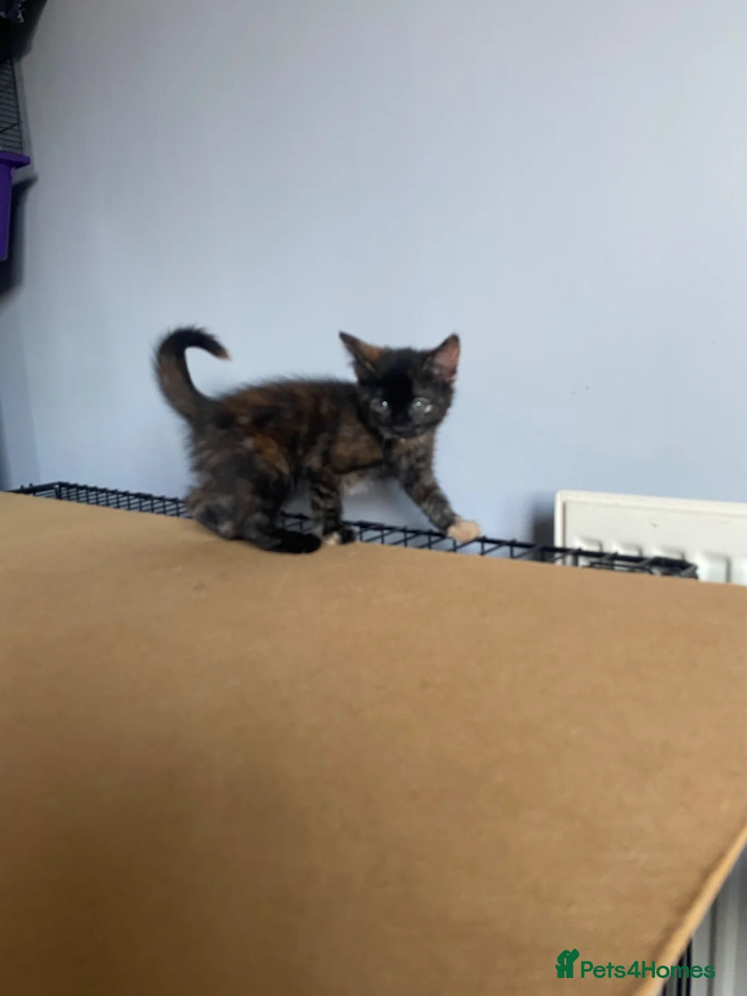 Mixed Breed cats for sale: Kittens looking for new loving homes in Harlow - Advert 6