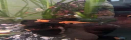 Plecos fish for sale: Super red bristlenose plecos  in Morden - Advert 6