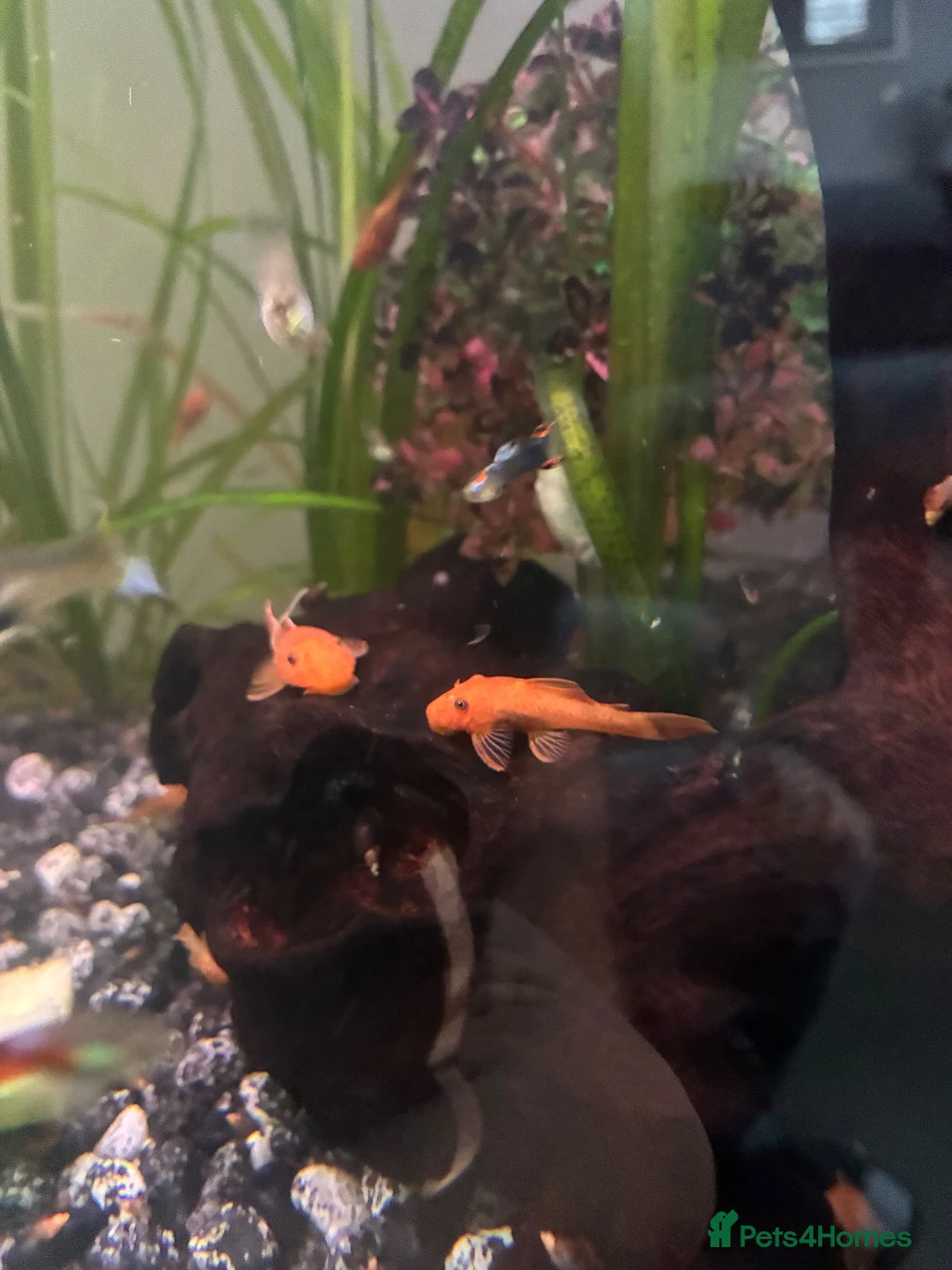 Plecos fish for sale: Super red bristlenose plecos  in Morden - Advert 6