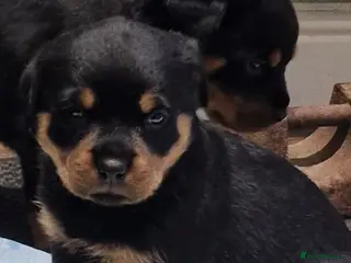 Rottweiler dogs Beautiful Rottweiler pups - Advert 1
