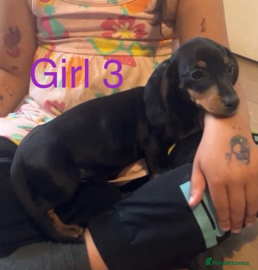 Dachshund dogs for sale: Dachshund puppies AVAILABLE NOW  - Image 15