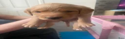 Mixed Breed dogs for sale: Cocker collie pups in Warrington - Advert 4