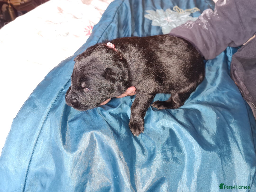 German Shepherd dogs for sale: 1 very large  longhaired Black gsd male . in Lockerbie - Image 8