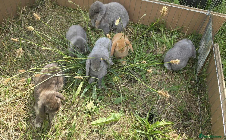 Mini Lop rabbits - Advert 7