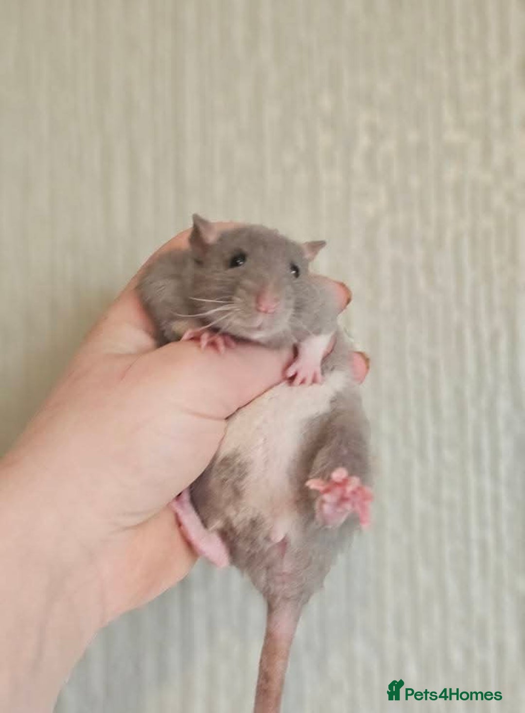 Rat rodents for sale: Deansfield Rattery - Rex, Dumbo, Double Rex - Advert 3