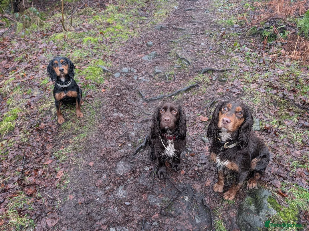 Cocker Spaniel dogs for sale: Stunning Working Cocker - Advert 2