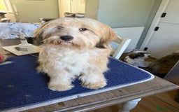 Tibetan Terrier dogs for stud: Tibetan Terrier for Stud Duties - Image 4