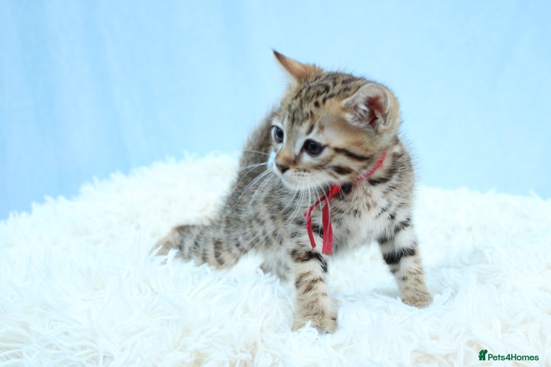 Bengal cats for sale: 🔥Stunning Bengal kittens Available🔥 - Image 15