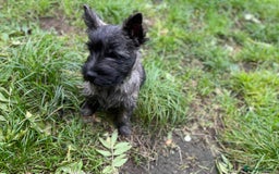 Cairn Terrier dogs for sale: Handsome Cairn Terrier Boy - Image 5