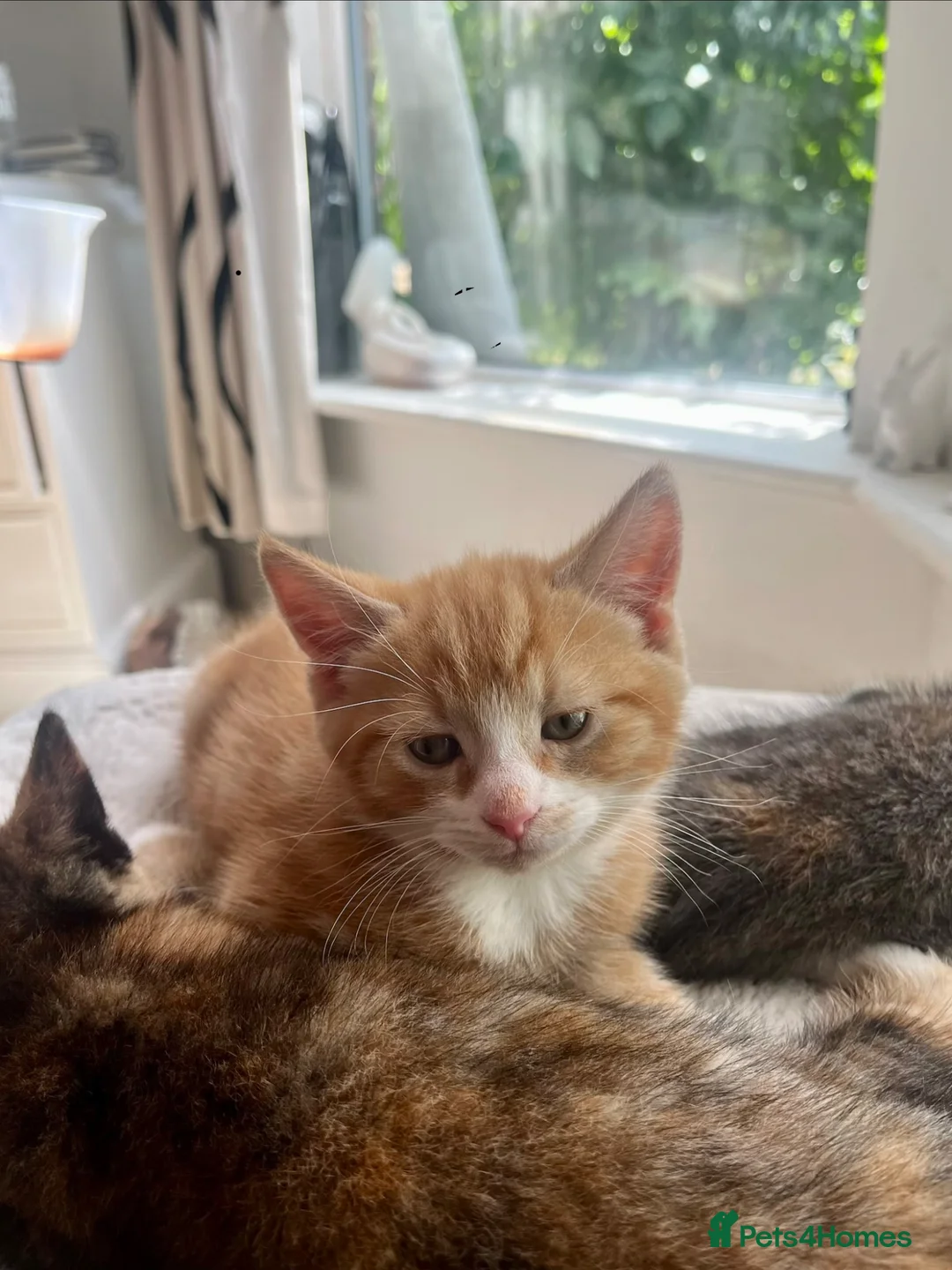 British Shorthair cats for sale: Ginger male, 1 boy and 2 girls  - Advert 2