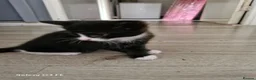 Mixed Breed cats for sale: Two beautiful moggie male kittens in Taunton - Advert 6