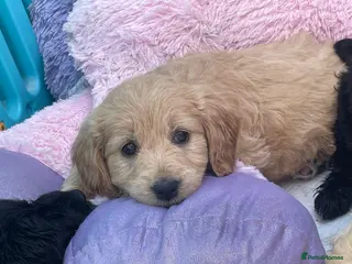 Goldendoodle dogs F1 golden doodles mini - Advert 1