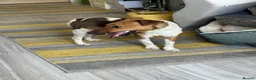 Fox Terrier dogs for adoption: Sweet William needs LOVE - Advert 20