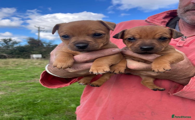 Mixed Breed dogs - Advert 1