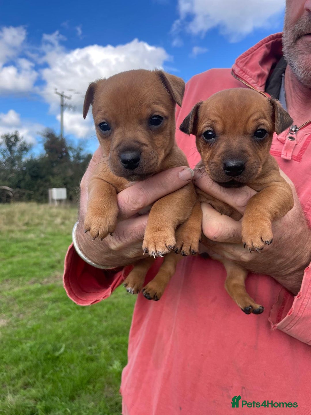 Mixed Breed dogs for sale: Jack russel x Lakeland puppy’s  - Image 1
