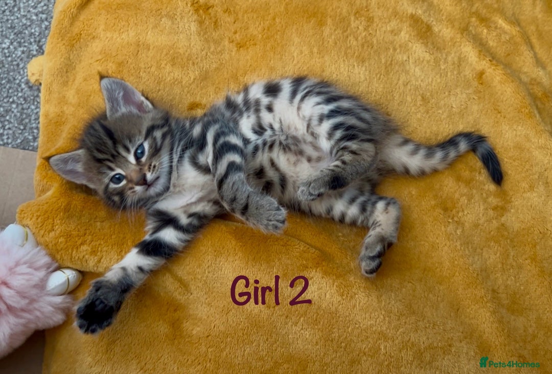 Bengal cats for sale: 3/4 Bengal - cross kittens  - Image 8