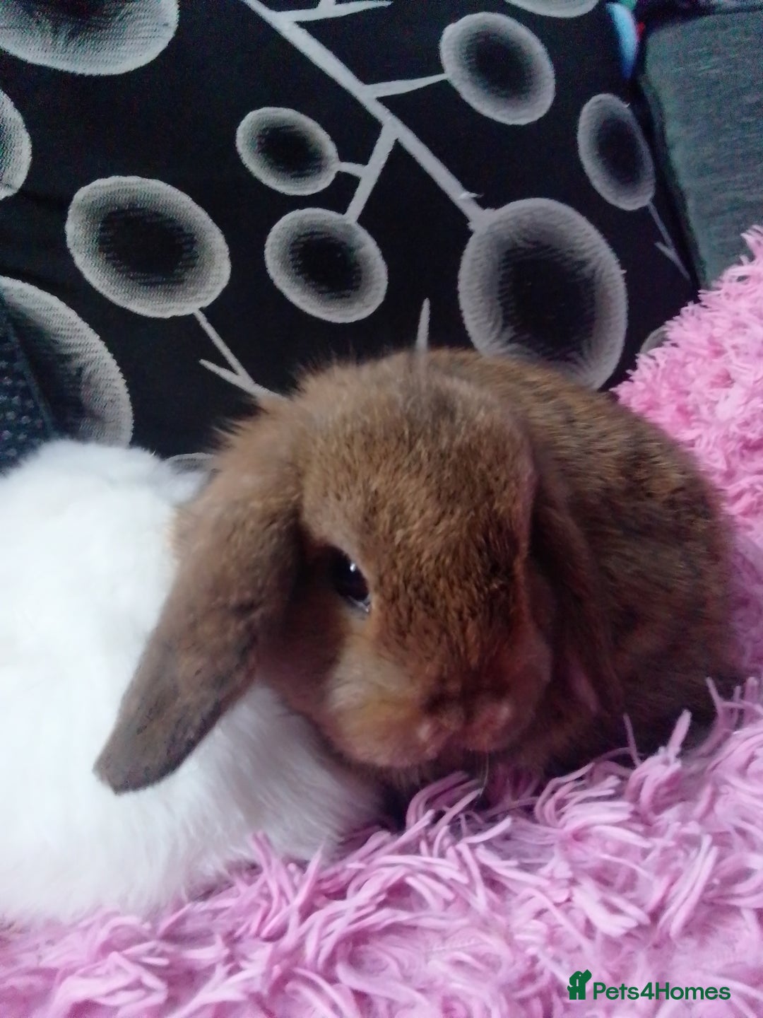 Mini Lop rabbits for sale: Beautiful Mini Lops ready on 14/12 - Advert 11