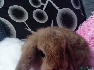 Mini Lop rabbits Last Mini Lop ready to leave - Advert 11