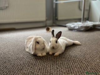 Mini Lop rabbits for sale - Advert 1
