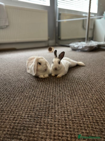 Mini Lop rabbits - Advert 1