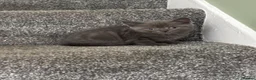 British Shorthair cats for sale: Social, playful BSH kittens  - Advert 19