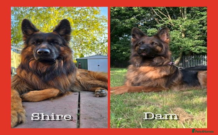 German Shepherd dogs - Advert 4