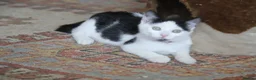 Mixed Breed cats for sale: Tuxedo and white kittens in Stafford - Advert 7