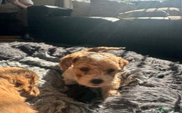 Cockapoo dogs for sale: Stunning Superb DNA Clear F1B Toy Cockapoo Pups - Image 4