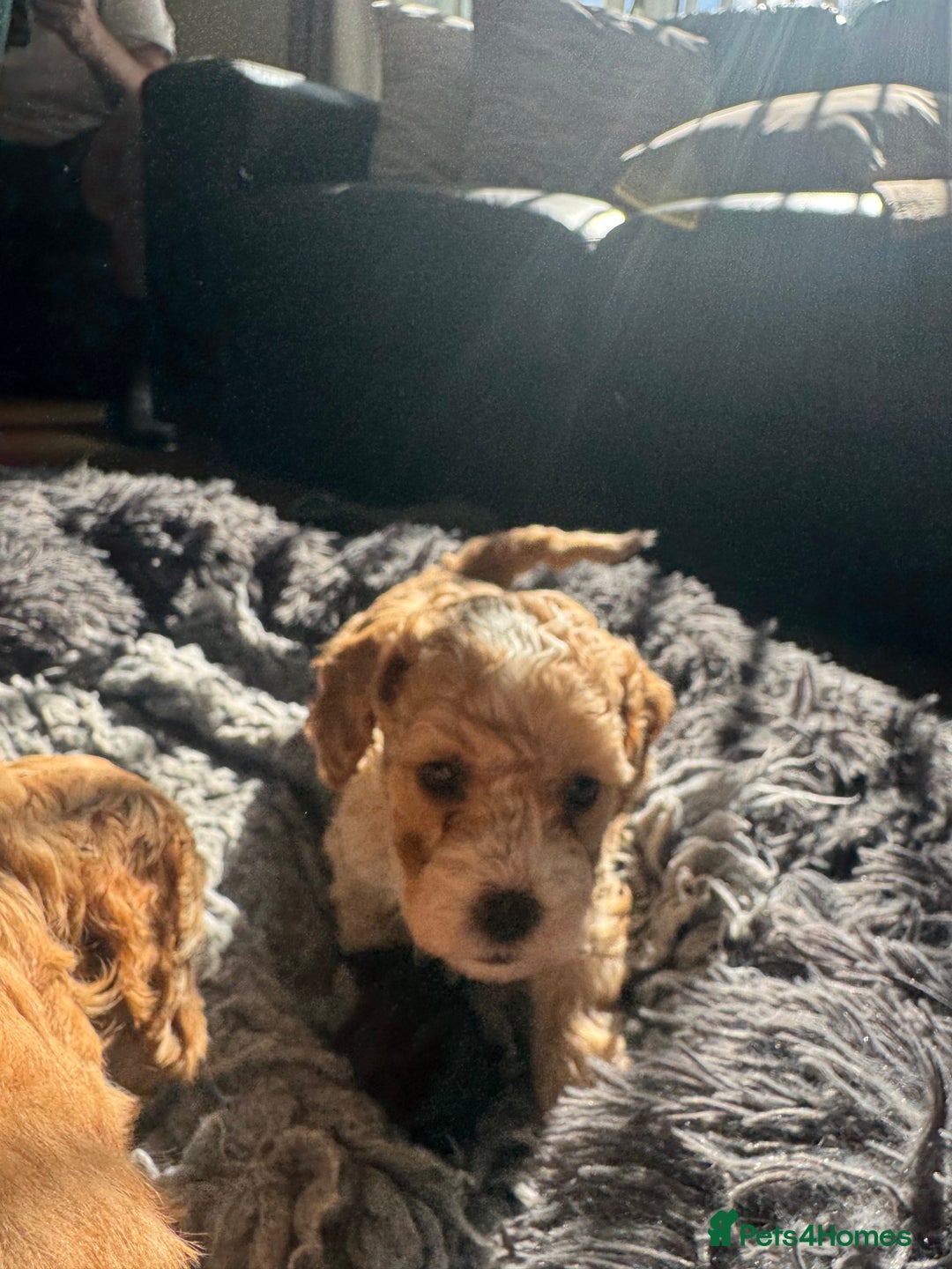 Cockapoo dogs for sale: Stunning Superb DNA Clear F1B Toy Cockapoo Pups - Image 4