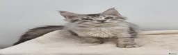 Maine Coon cats for sale: GCCF Pedigree Maine Coon Kittens for sale  - Advert 31