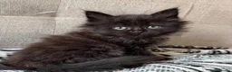 Maine Coon cats for sale: 4 remaining kittens - Maincoons pure breed  - Advert 6