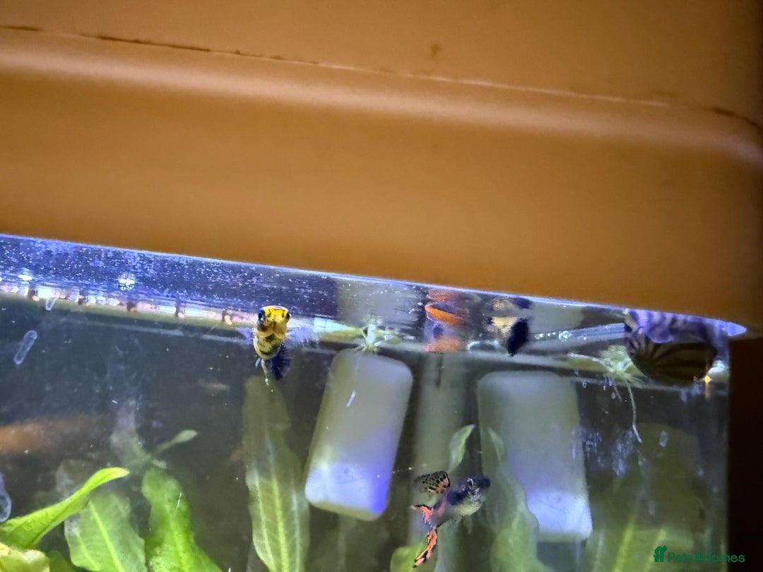 Mollies fish for sale: Mollies Need rehoming  - Advert 11