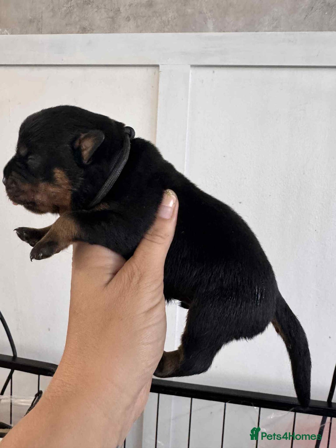 Rottweiler dogs for sale: Rottweiler Puppies - Image 12