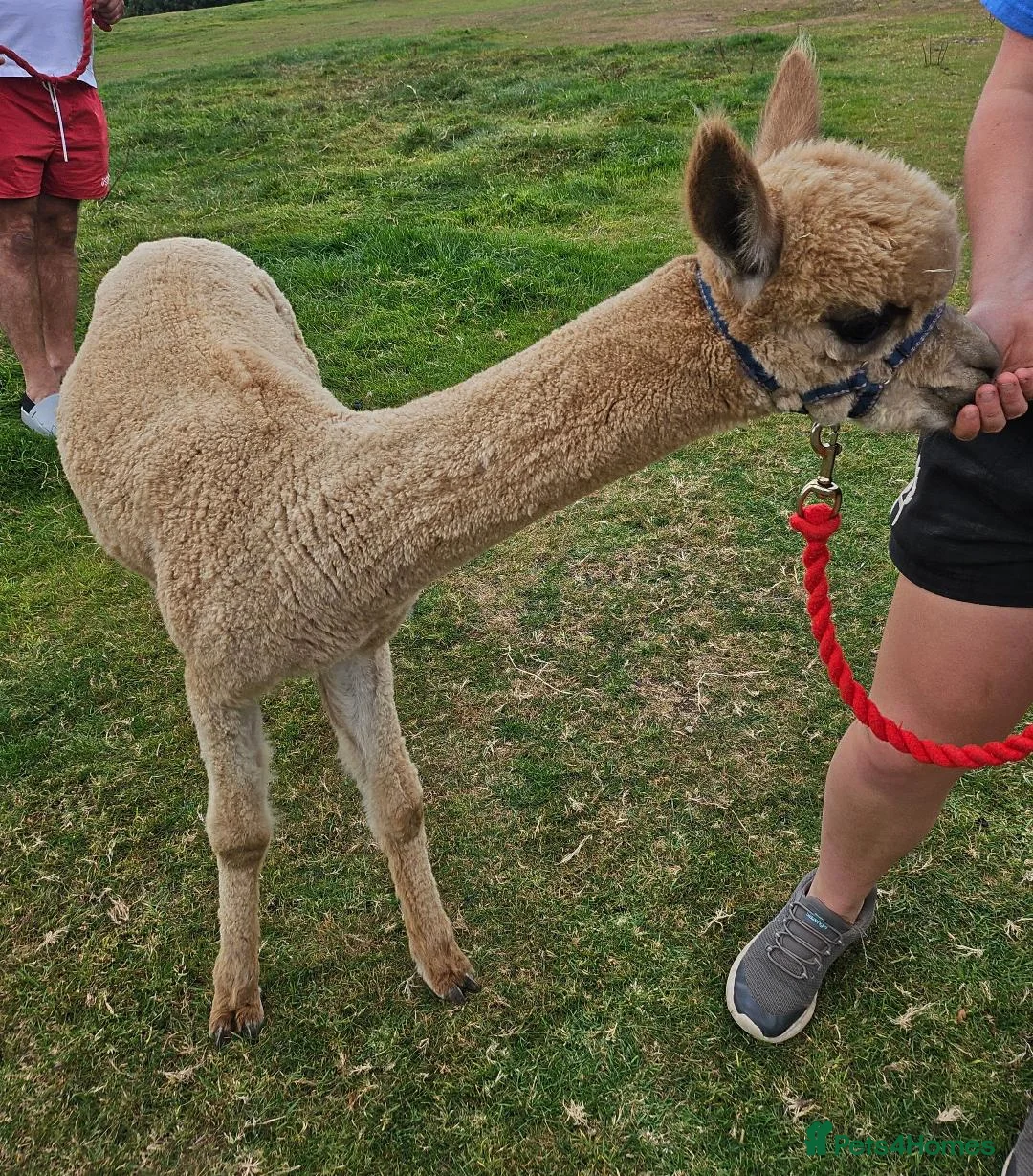 Alpaca livestock for sale: Walking boys - Advert 9