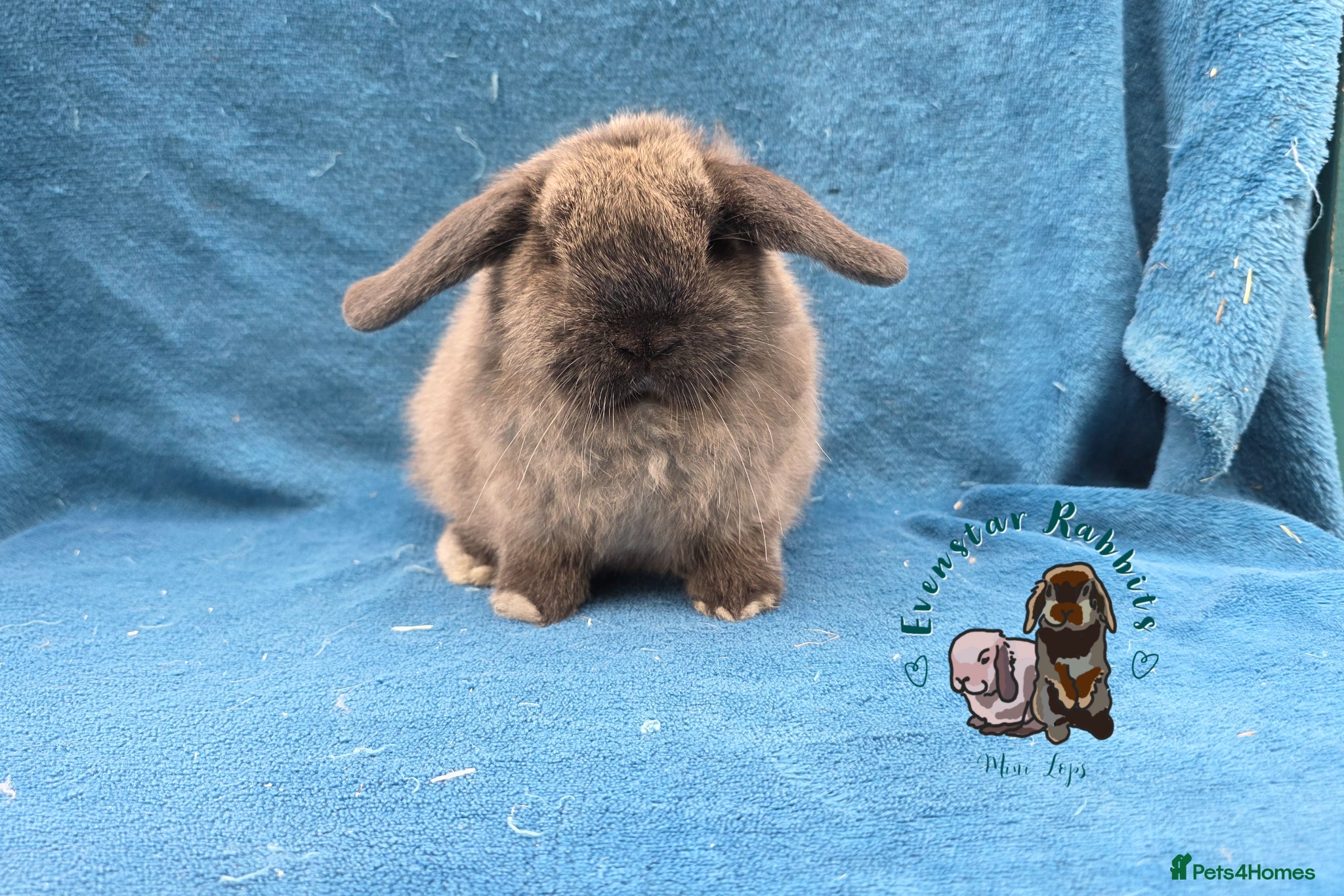 Mini Lop rabbits Lovely friendly Mini lop girls  - Advert 4