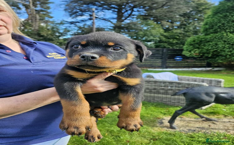 Rottweiler dogs - Advert 1