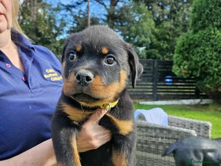 Rottweiler dogs - Advert 31