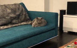 British Shorthair cats for sale: Beautiful Adult British Shorthair Male - Image 16