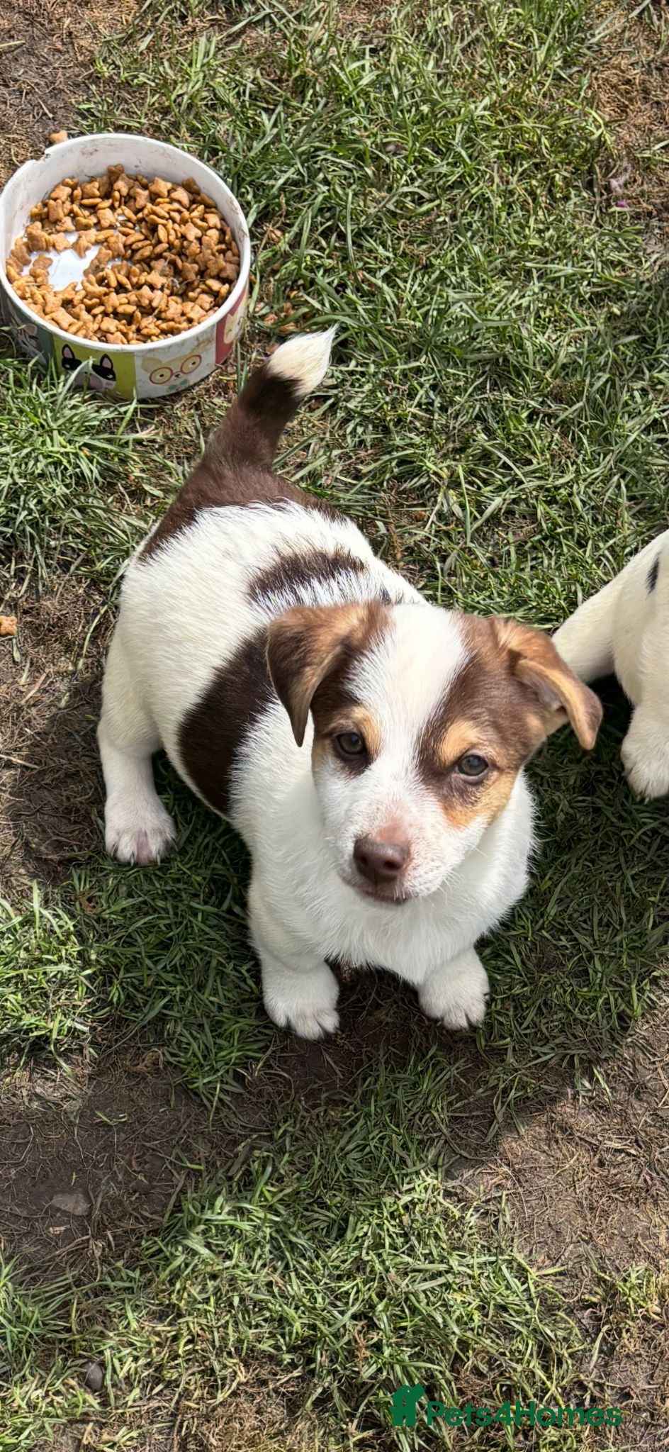 Jack Russell dogs Dock tails, short legged/haired Jack Russel  - Advert 2
