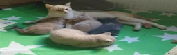 Mixed Breed cats for sale: 6 Cream brothers and one gray tortie girl for sale - Advert 17