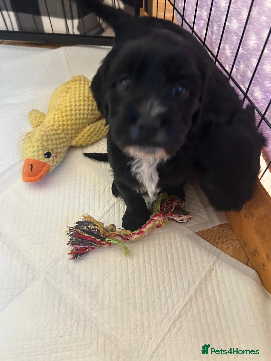 Mixed Breed dogs for sale: 4 gorgeous corkiepoo puppies for sale!! - Advert 2