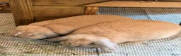 Mini Lop rabbits for sale: Two Beautiful Male Mini Lops with enclosure  in Aylesford - Advert 2