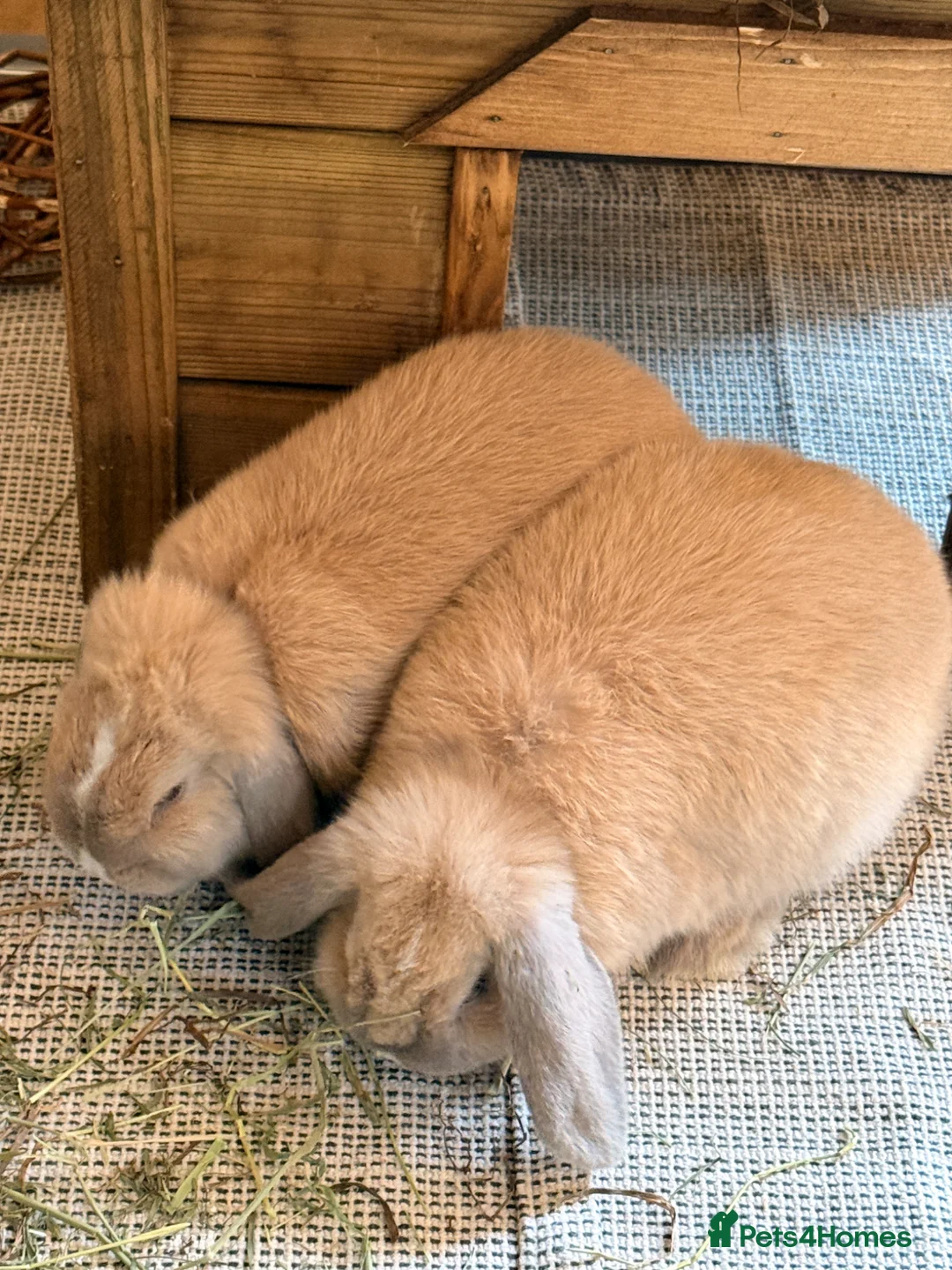 Mini Lop rabbits for sale: Two Beautiful Male Mini Lops with enclosure  in Aylesford - Advert 2