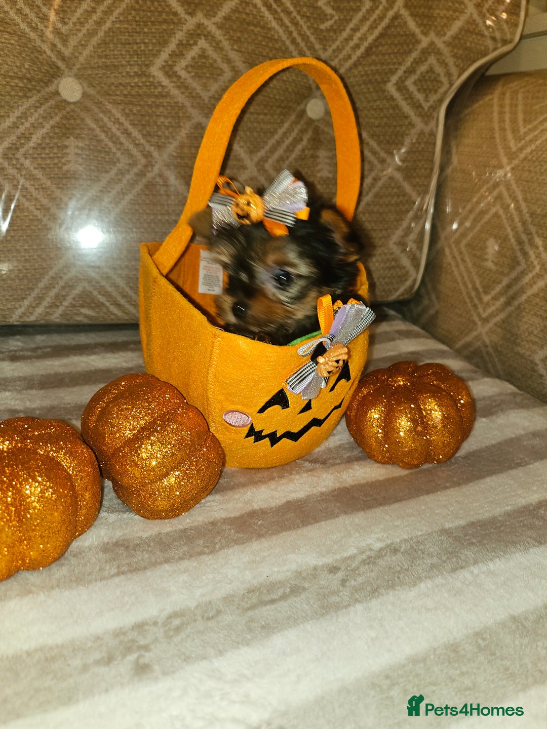 Yorkshire Terrier dogs for sale: Yorkshire terrier puppies  - Image 25