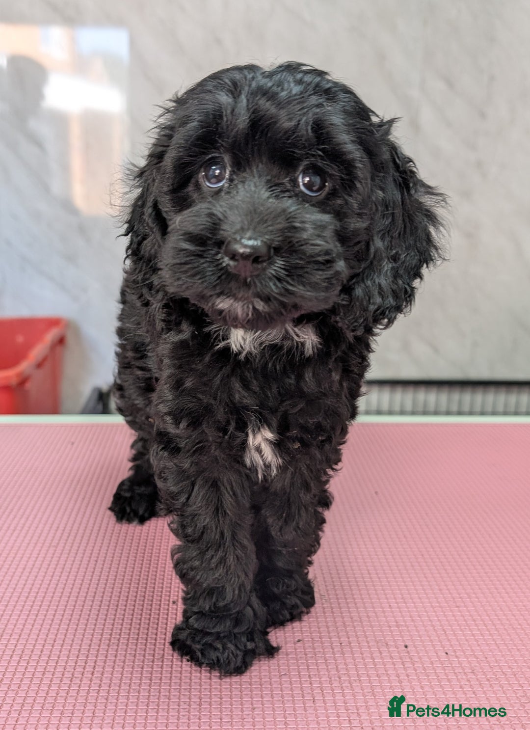 Cockapoo dogs for sale: Ready now, gorgeous health tested F1 cockapoos - Image 10