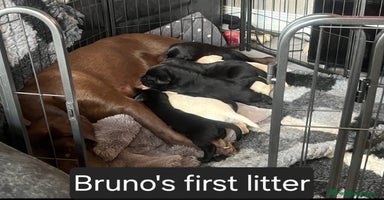 Labrador Retriever dogs - Advert 9