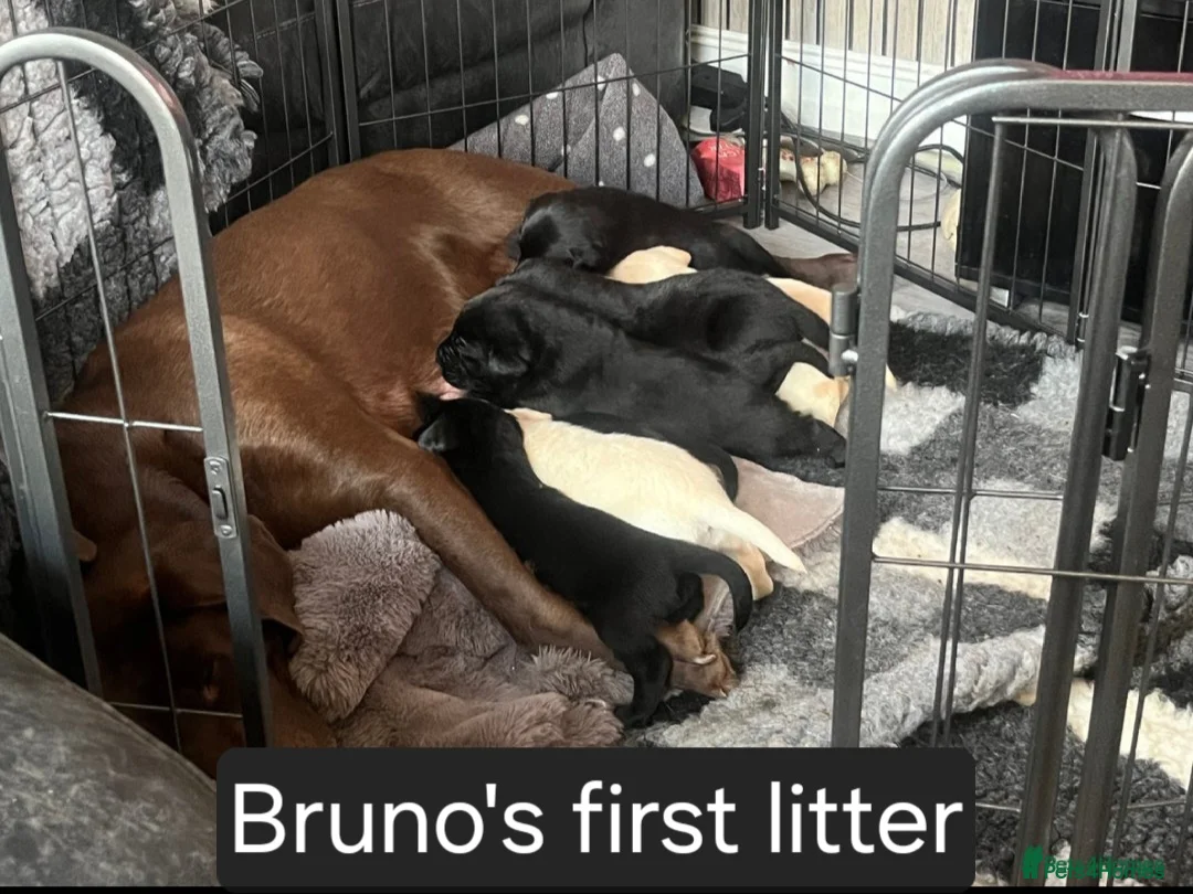 Labrador Retriever dogs for stud: PROVEN Fully health tested, KC Labrador for stud - Advert 3