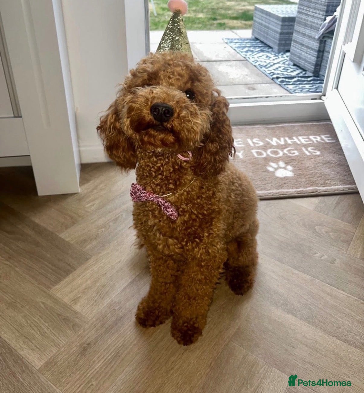 Miniature Poodle dogs ⭐️ Red Miniature Poodles ⭐️ - Advert 1